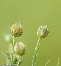 Attēlu rezultāti vaicājumam “Linum usitatissimum bud”