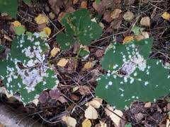 Attēlu rezultāti vaicājumam “Sawadaea tulasnei”