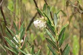 Attēlu rezultāti vaicājumam “Andromeda polifolia bud”