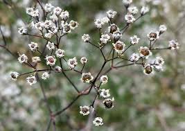 Attēlu rezultāti vaicājumam “Gypsophila fastigiata bud”