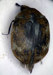 Attēlu rezultāti vaicājumam “Anthrenus museorum”