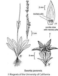 Attēlu rezultāti vaicājumam “Swertia perennis flower”