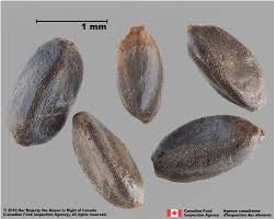 Attēlu rezultāti vaicājumam “Cyperus fuscus fruit”