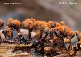 Attēlu rezultāti vaicājumam “Metatrichia vesparia”