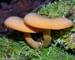 Attēlu rezultāti vaicājumam “Tricholomopsis decora”