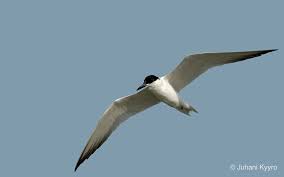 Image result for Gelochelidon nilotica