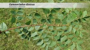 Attēlu rezultāti vaicājumam “Gymnocladus dioicus leaf”