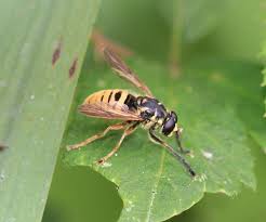 Attēlu rezultāti vaicājumam “Temnostoma vespiforme”