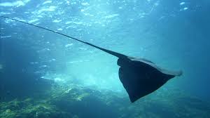 Image result for Myliobatis aquila