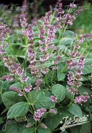 Attēlu rezultāti vaicājumam “Salvia verticillata”