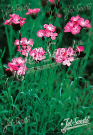 Image result for Dianthus carthusianorum