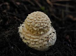 Attēlu rezultāti vaicājumam “Hypnum pallescens sporophyte”