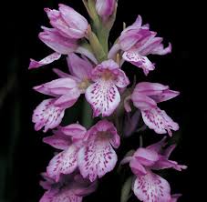 Attēlu rezultāti vaicājumam “Dactylorhiza”