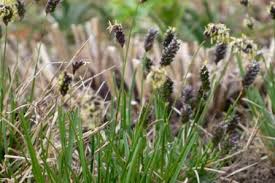 Attēlu rezultāti vaicājumam “Sesleria caerulea leaf”
