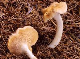 Attēlu rezultāti vaicājumam “Hydnum rufescens”