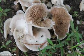 Attēlu rezultāti vaicājumam “Crepidotus applanatus”