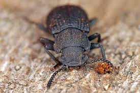 Attēlu rezultāti vaicājumam “Bolitophagus reticulatus imago”