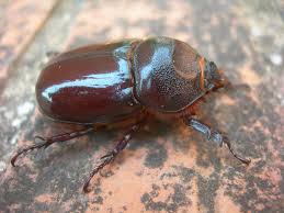 Attēlu rezultāti vaicājumam “Oryctes nasicornis male”