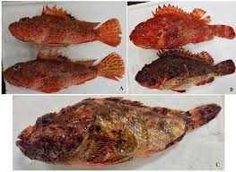 Image result for Scorpaena scrofa