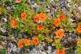 Image result for Anagallis arvensis