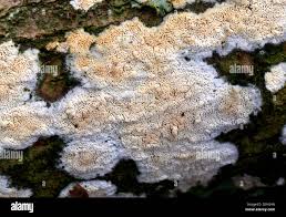 Attēlu rezultāti vaicājumam “Schizopora paradoxa”