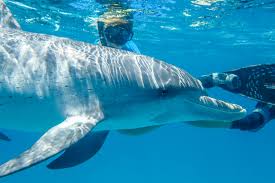 Image result for Durley Dolphin Diver