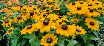 Image result for Rudbeckia Paradisio