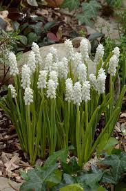 Attēlu rezultāti vaicājumam “Muscari botryoides flower”