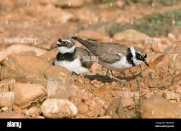 Attēlu rezultāti vaicājumam “Charadrius dubius adult”