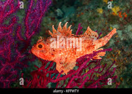 Image result for Scorpaena scrofa