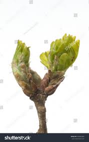 Attēlu rezultāti vaicājumam “Quercus robur bud”