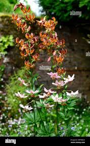 Image result for Lilium martagon `Arabian Night`