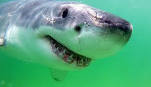 Image result for South Axholme Sharks Asc