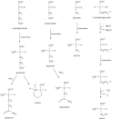 Synthesis of non-essential Amino Acids