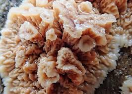 Attēlu rezultāti vaicājumam “Phlebia tremellosa”