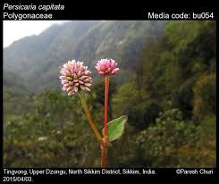 Attēlu rezultāti vaicājumam “Polygonaceae”