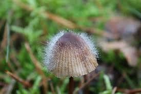 Attēlu rezultāti vaicājumam “Spinellus fusiger”