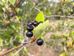 Attēlu rezultāti vaicājumam “Crataegus douglasii”