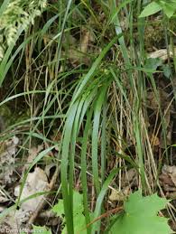 Attēlu rezultāti vaicājumam “Calamagrostis arundinacea leaf”