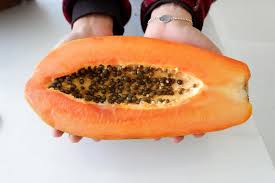 Image result for Carica papaya