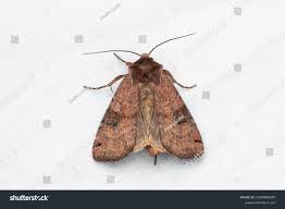 Attēlu rezultāti vaicājumam “Xestia baja”