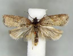 Attēlu rezultāti vaicājumam “Acleris bergmanniana”