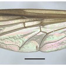 Attēlu rezultāti vaicājumam “Xanthogramma sp.”