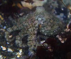 Image result for Ilfracombe Orcas Octopush Club