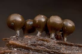 Attēlu rezultāti vaicājumam “Trichia crateriformis spores”