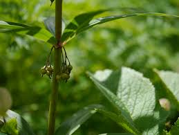 Attēlu rezultāti vaicājumam “Polygonatum verticillatum leaf”
