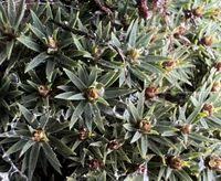 Attēlu rezultāti vaicājumam “Pogonatum urnigerum”