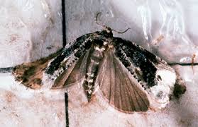 Attēlu rezultāti vaicājumam “Hedya nubiferana”