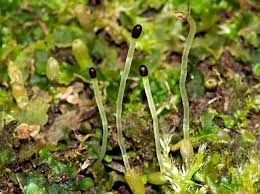 Attēlu rezultāti vaicājumam “Aneura pinguis”