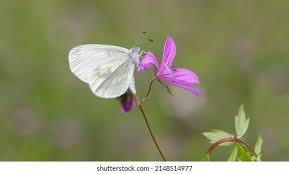 Attēlu rezultāti vaicājumam “Leptidea sinapis”